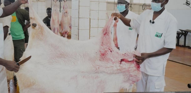 Tabaski  : 70 % des peaux de moutons gaspillées, vers une revalorisation de  la filière cuir