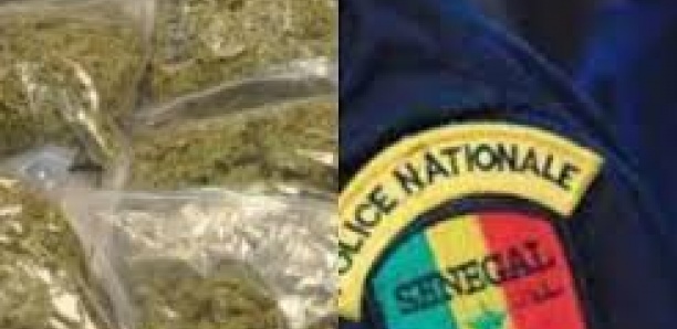 Thiaroye: Un dealer tombe avec 53 cornets de Kush