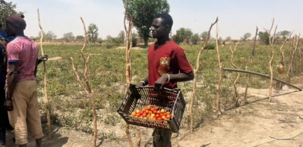 Manque d’eau: L’activité des producteurs maraîchers de Gouye Mbanda (Koungheul) impactée