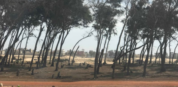 "Vente" de parcelles à usage d’habitation dans la bande des filaos : La Ville de Guédiawaye dément et appelle les Sénégalais à la vigilance