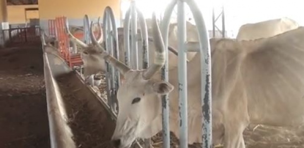 Déclaration de politique Générale : Dahra réclame la réhabilitation de son centre zootechnique