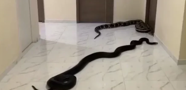 Thaïlande : Un homme libère deux gros serpents dans le couloir de son voisin pour…