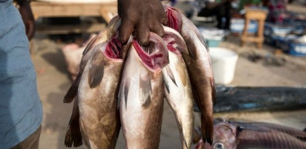 Charcuterie de poisson à Mballing : Une véritable révolution appuyée par l'Anpej