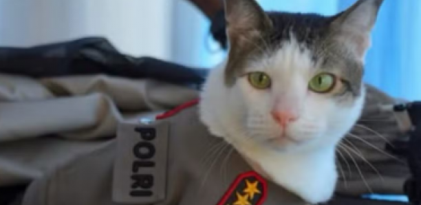 Indonésie : Le chat du président, sous protection policière