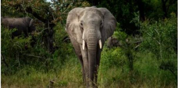 Les éléphants en vadrouille en Chine attendent le retardataire laissé à 14km