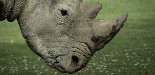 Afrique du Sud : Des cornes de rhinocéros radioactives pour décourager les braconniers
