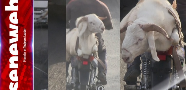 Tabaski 2023 : Sur la route de Séwéhaye, tous les moyens sont bons pour transporter son mouton...