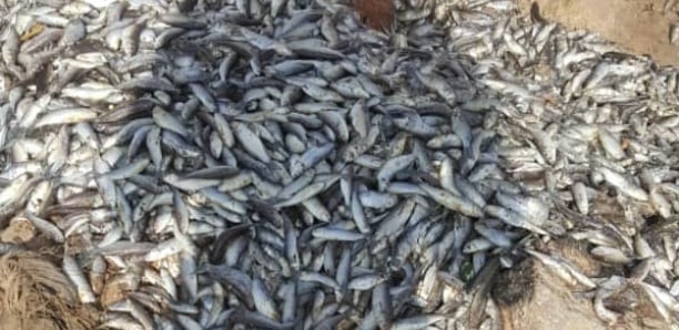 Poissons morts dans le marigot de Mbao: Abdou Karim Sall indexe  le niveau de pollution