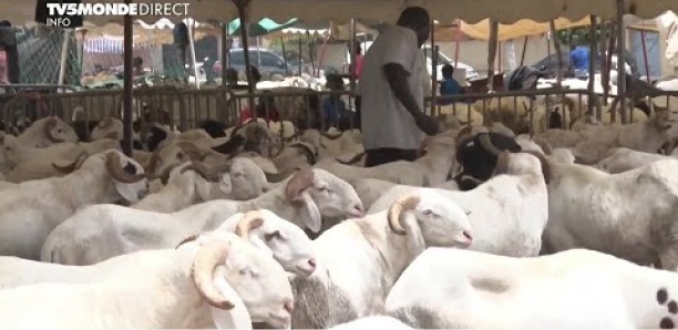 Sénégal : recherche mouton désespérément