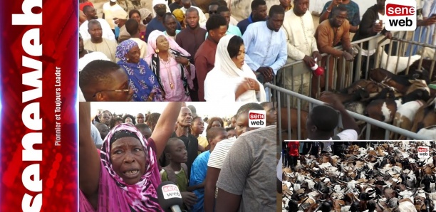 Préparation 17 Avril : L’arrivée spectaculaire de Sokhna Aida Saliou, Une Vieille Dame Tombe en transe