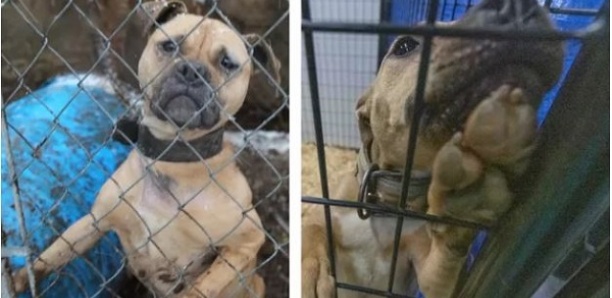 Plus de 130 chiens de combat sauvés dans le Michigan