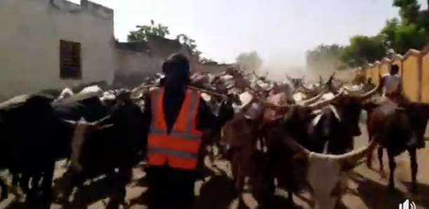 L'entrée des bœufs de Sokhna Aïda à Touba