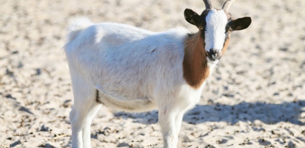 Tabaski : Des chèvres vendues à 150 000 Fcfa