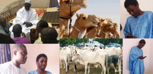 Touba : Wally Seck distribue des chameaux et des bœufs et…