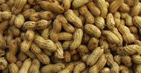 Prix de l’arachide : le Cncr propose 225 Fcfa le kilogramme
