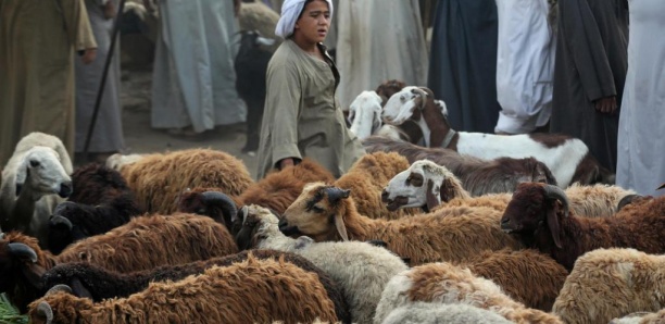En Égypte, des moutons venus du Soudan pour l'Aïd