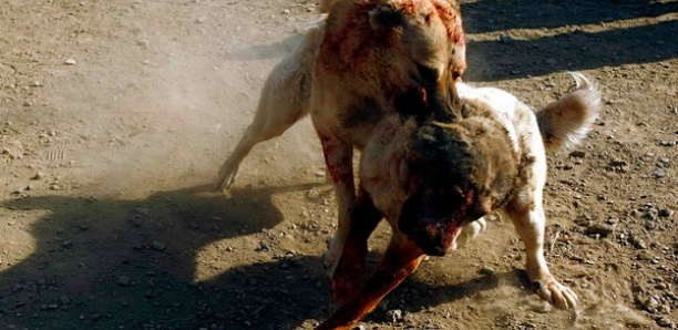 Pitbull torturé à mort: arrestations dans le milieu cruel des combats de chiens