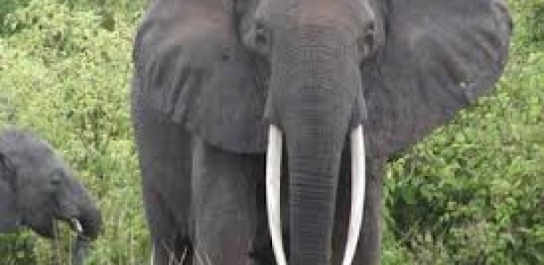 Afrique : l'éléphant, une espèce à sauver d'urgence
