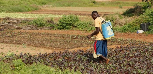 18 morts suite à la consommation d'aliments contaminés aux pesticides au Burkina Faso