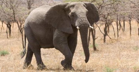 Un chasseur meurt piétiné par un éléphant