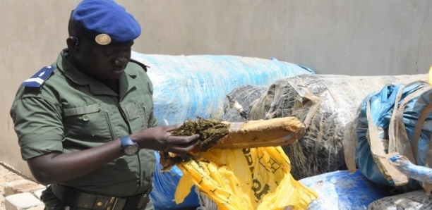 Kaolack : 250 kg de drogue retrouvés près d'un cadavre