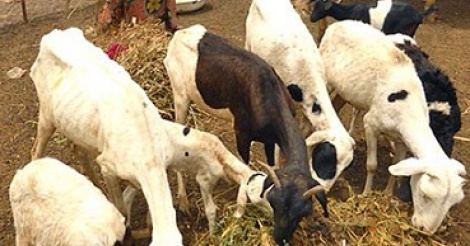 Fatick : des brebis, chèvres et foyers améliorés à des ménages vulnérables