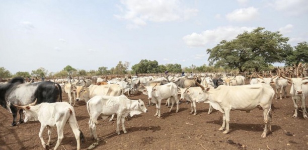 Attaque rebelle à Djibanar : 30 bœufs emportés