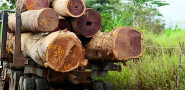 Trafic de bois : L’État a encaissé plus de 3 milliards en 2018