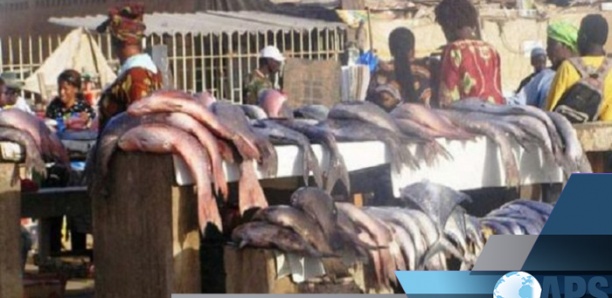 Marché central au poisson de Pikine : Le directeur veut en faire ‘’la fierté du Sénégal’’
