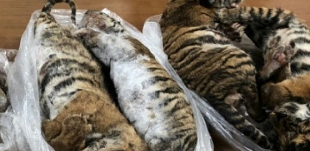 Sept tigres surgelés découverts dans une voiture