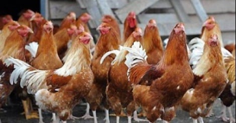 Louga : des communes s’engagent à pérenniser un projet de valorisation de la volaille locale
