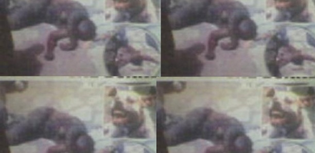 Talibé blessé à Pikine : Le propriétaire du pitbull condamné à un mois de prison