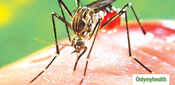 Dengue à Touba : 221 cas prélevés, 54 positifs