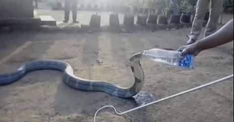 Inde : un cobra assoiffé boit à la bouteille