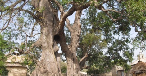 Insolite : Un arbre déraciné et découpé retrouvé debout le lendemain par des villageois à Kolda