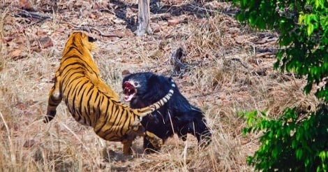 Inde : Un guide filme le combat sanglant entre un ours et un tigre en plein safari