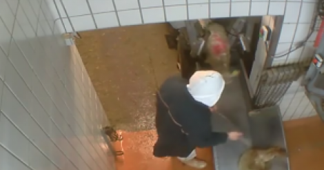 France: Abattoir d'agneaux de lait en caméra cachée, La pire barbarie jamais dévoilée... ( Âmes sensibles, s'abstenir)