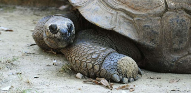 Equateur: 123 tortues géantes volées sur l’archipel des Galapagos