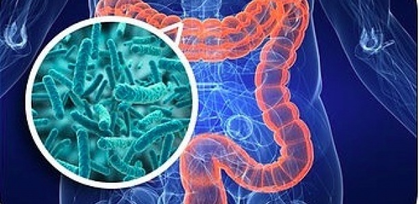 Le microbiote intestinal, le meilleur ami de votre digestion