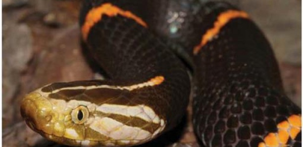 États-Unis: Une femme retrouvée morte avec un python autour de son cou et 140 serpents dans une maison