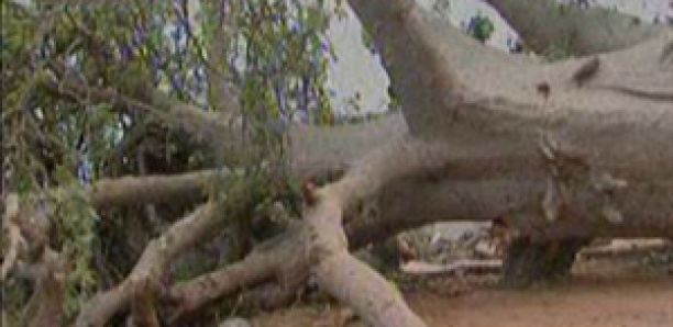 Koungheul : Un homme tué par un baobab