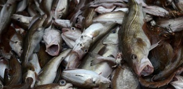 France: 86% des poissons vendus en grande surface issus de pêche non durable
