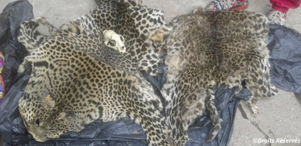 Kédougou : 3 trafiquants de faune arrêtés avec 3 peaux de Léopard