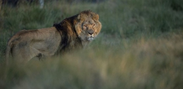 Des braconniers dévorés par des lions en Afrique du Sud
