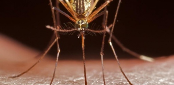 Burundi: Une personne sur deux souffre du paludisme