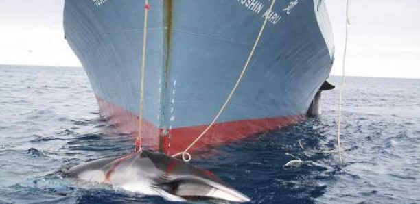 Après 31 ans d’interruption, le Japon reprend la chasse commerciale à la baleine
