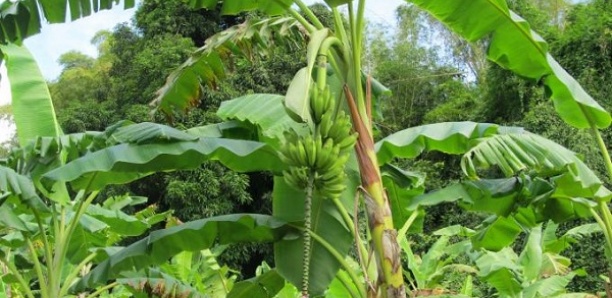 Vélingara : Les premières pluies font perdre 18 millions à un producteur de bananes