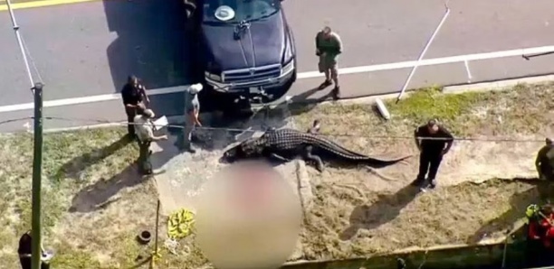 Un Alligator Tué Après La Découverte Du Corps Dune Femme Dans Ses Mâchoires 2626