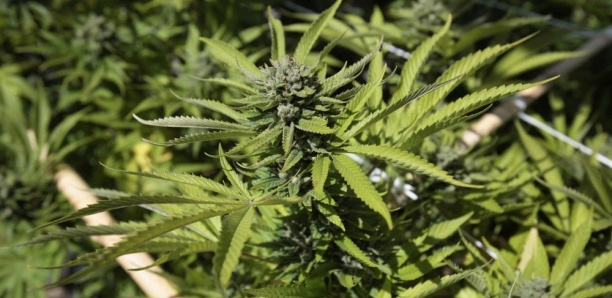 Légalisation du cannabis au Canada: L’engouement provoque des pénuries
