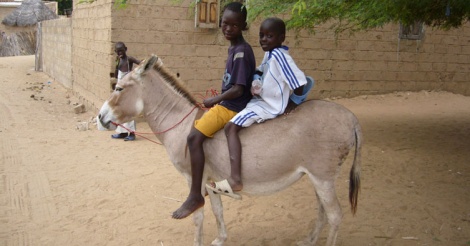 L'âne africain, une espèce en danger